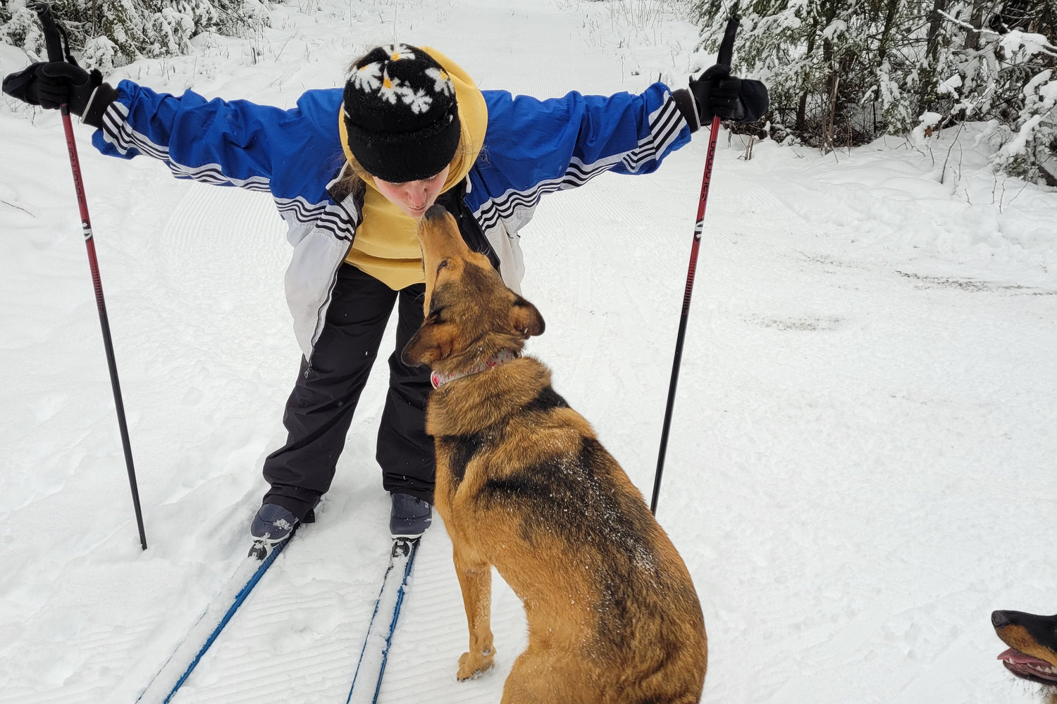 A cross-country skier with their dog on a dog friendly ski trail.