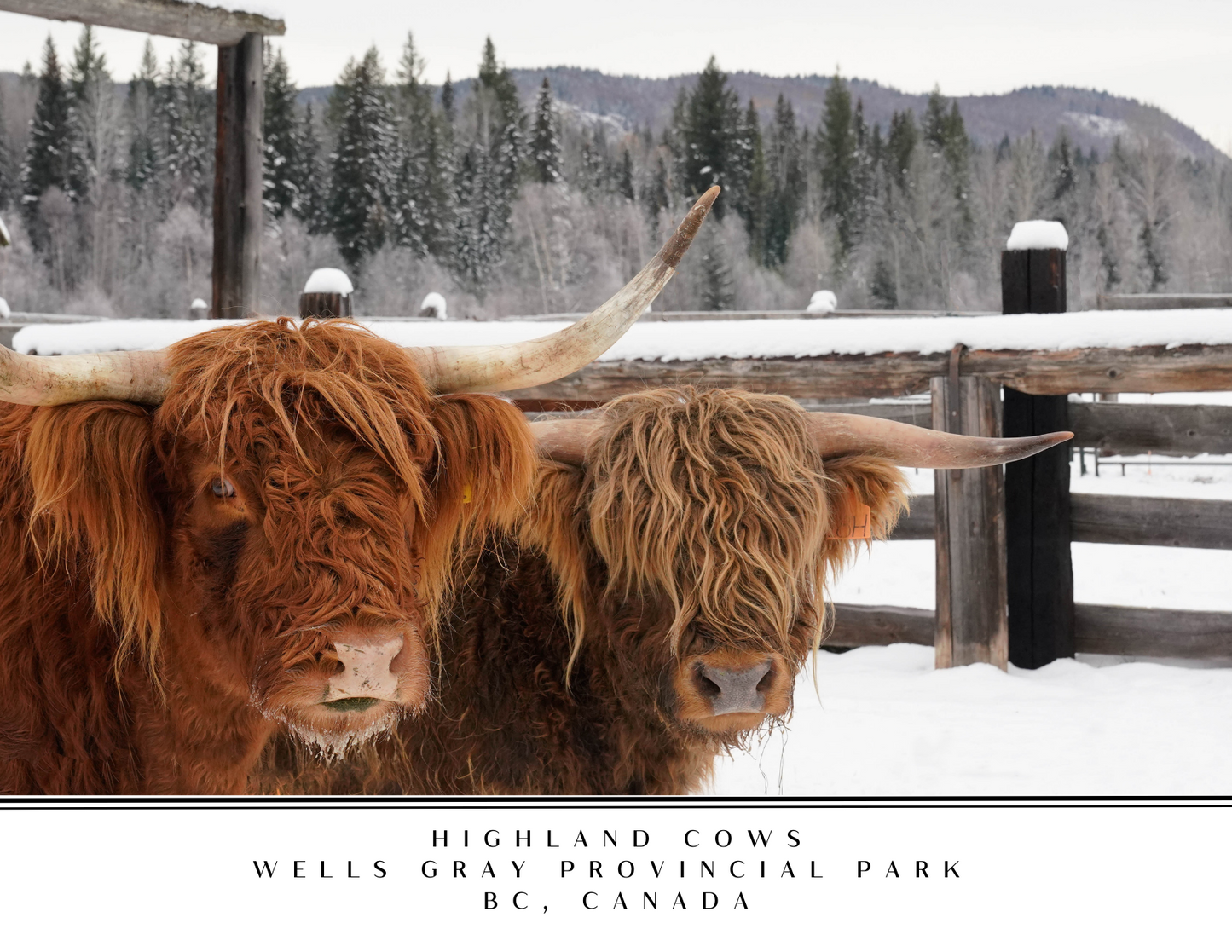 Wells Gray Postcard