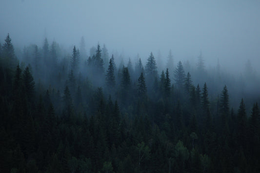 Foggy Trees (Framed Photograph 20x30)