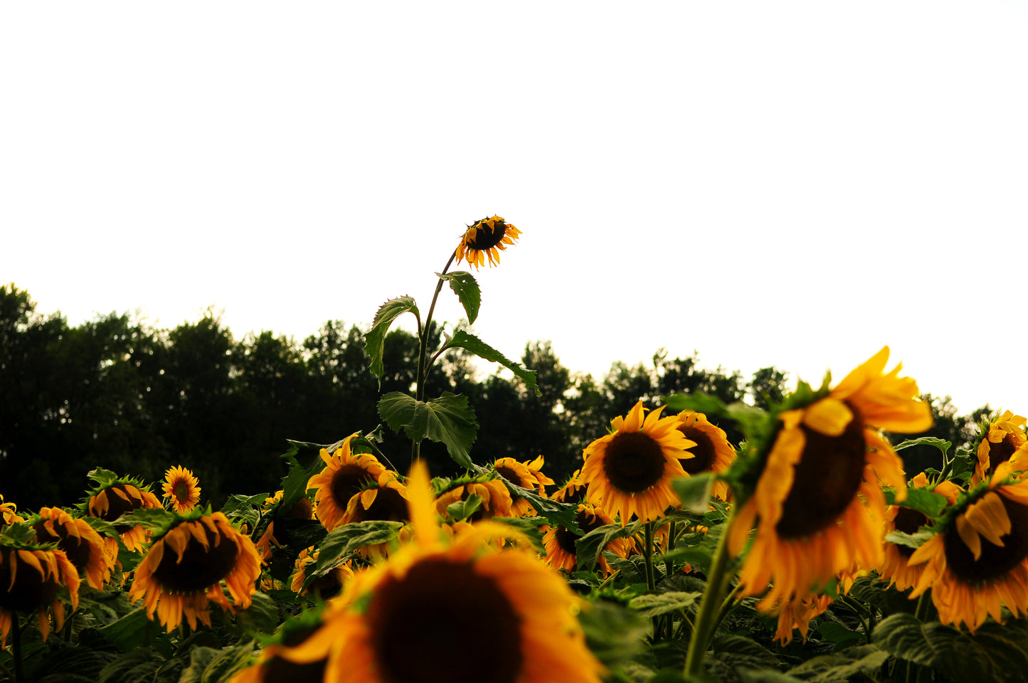 Stand Tall Sunflower (Framed Photograph 16x20)